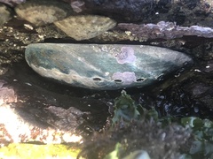 Haliotis cracherodii