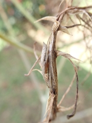 Eustala illicita