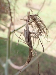 Eustala illicita
