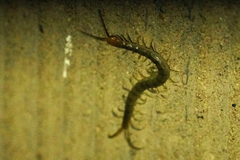 Scolopendra