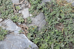 Heterotheca mucronata