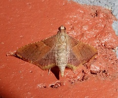 Endotricha mesenterialis