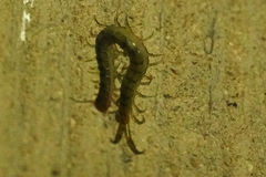 Scolopendra