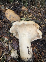 Cantharellus subalbidus