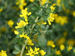 Genista monspessulana