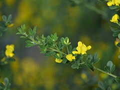 Genista monspessulana
