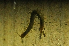 Scolopendra