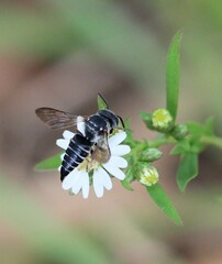 Coelioxys