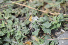 Heterotheca mucronata