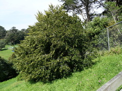 Rhamnus alaternus