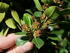 Rhamnus alaternus