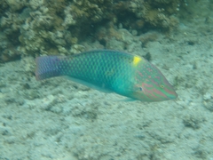 Halichoeres hortulanus