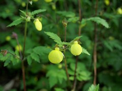 Calceolaria tripartita