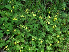 Calceolaria tripartita