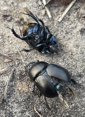Geotrupes splendidus