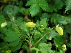 Calceolaria tripartita