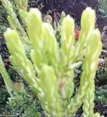 Passerina corymbosa