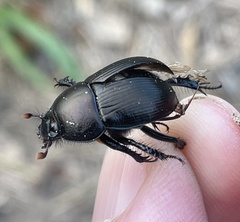 Geotrupes splendidus