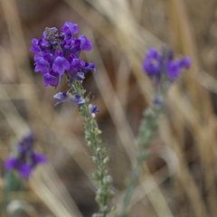 Linaria purpurea