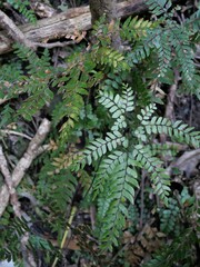 Adiantum fulvum