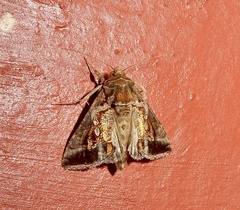 Chrysodeixis eriosoma