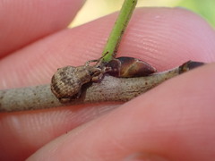 Pseudocneorhinus bifasciatus