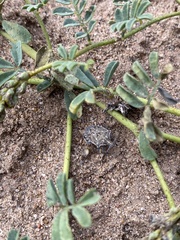 Prionosoma podopioides