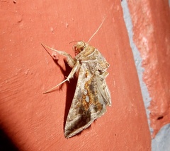 Chrysodeixis eriosoma