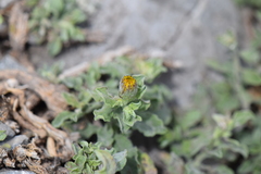 Heterotheca mucronata