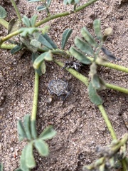 Prionosoma podopioides