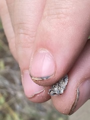 Prionosoma podopioides