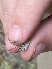 Prionosoma podopioides