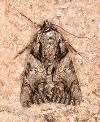 Catocala verrilliana