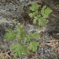 Dicentra formosa