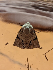 Acronicta psorallina