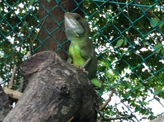 Physignathus cocincinus