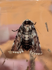 Acronicta psorallina