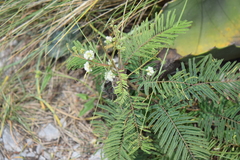 Acaciella angustissima