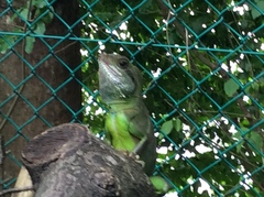 Physignathus cocincinus