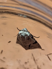 Acronicta psorallina