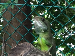 Physignathus cocincinus