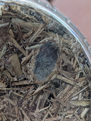 Acronicta psorallina