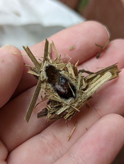 Acronicta psorallina
