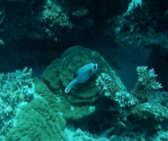 Arothron nigropunctatus