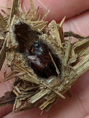 Acronicta psorallina