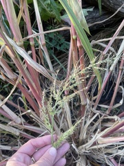 Echinochloa walteri