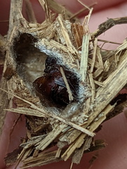 Acronicta psorallina
