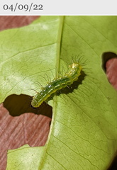 Acronicta psorallina