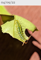 Acronicta psorallina