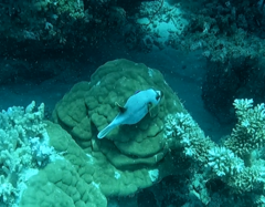 Arothron nigropunctatus